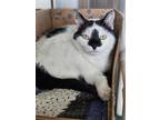 Adopt OSCAR a All Black Domestic Shorthair / Mixed Breed (Medium) / Mixed (short