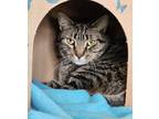 Adopt SMOKEY a Brown Tabby Domestic Shorthair / Mixed Breed (Medium) / Mixed