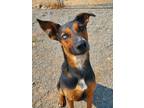 Adopt Bandit a Black - with Tan, Yellow or Fawn Australian Kelpie / Mixed dog in