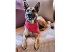 Adopt Champ a Tan/Yellow/Fawn - with Black German Shepherd Dog / Mixed dog in