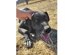 Adopt Ronnie a Tan/Yellow/Fawn Shepherd (Unknown Type) / Shar Pei / Mixed dog in