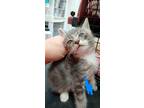 Adopt Hulk a Gray or Blue Domestic Shorthair / Mixed Breed (Medium) / Mixed