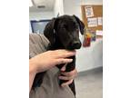 Adopt Raven a Black Golden Retriever / Hound (Unknown Type) / Mixed (short coat)