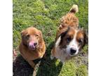 Adopt Dodger & Peter Pan a Brown/Chocolate Labrador Retriever / Mixed Breed