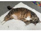 Adopt Boo a Brown Tabby Domestic Shorthair / Mixed Breed (Medium) / Mixed (short