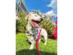 Adopt Murray a White Westie, West Highland White Terrier / Dachshund / Mixed dog