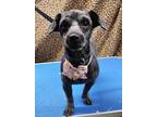 Adopt Sassy a Black Poodle (Miniature) / Mixed dog in Gordonsville