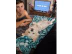 Adopt Prince a White Shih Tzu / Mixed dog in Wichita Falls, TX (41423698)