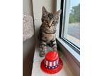 Adopt Atlas a Brown Tabby Domestic Shorthair / Mixed (short coat) cat in Dalton