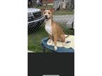 Adopt Hennessy a Tan/Yellow/Fawn - with White American Pit Bull Terrier /