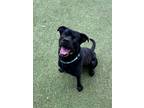 Adopt Mowgli a Black Rottweiler / Labrador Retriever / Mixed (short coat) dog in