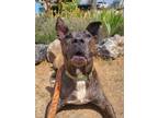 Adopt Chipotle a Brindle American Staffordshire Terrier / Mixed dog in Yreka