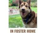 Adopt Salted Caramel a Brindle Husky / Mixed Breed (Medium) / Mixed (short coat)