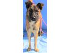 Adopt Hugo a Brown/Chocolate Belgian Malinois / Mixed Breed (Medium) / Mixed