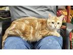 Adopt Ari a Orange or Red (Mostly) Domestic Shorthair (short coat) cat in