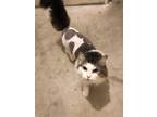 Adopt Penny a Black & White or Tuxedo Ragdoll / Mixed (long coat) cat in