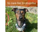 Adopt Dolly a Dachshund / Mixed dog in Oakland, CA (41249857)
