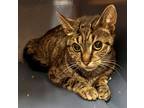 Adopt Miley a Brown Tabby Domestic Shorthair / Mixed Breed (Medium) / Mixed