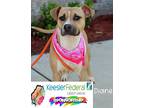 Adopt Diane a American Pit Bull Terrier / Mixed dog in Gautier, MS (41047876)