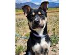 Adopt Cheezit a Black - with Tan, Yellow or Fawn German Shepherd Dog /