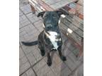 Adopt Oreo a Brindle - with White Dutch Shepherd / Labrador Retriever / Mixed