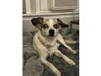 Adopt Valerie a Rat Terrier / Mixed dog in Willingboro, NJ (41351365)