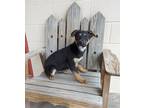 Adopt Salem a Brown/Chocolate - with Black German Shepherd Dog / Mixed dog in