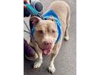 Adopt Debo a Tan/Yellow/Fawn - with White Staffordshire Bull Terrier / Mixed dog