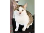 Adopt Bob the bob-tail a Gray, Blue or Silver Tabby Domestic Shorthair (short