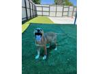 Adopt Isabell a Tan/Yellow/Fawn - with White Basenji / Jack Russell Terrier /