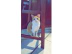 Adopt Irvin a Orange or Red Domestic Shorthair / Mixed cat in Abbeville