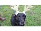 Adopt Bubbles a Black Labrador Retriever / Mixed dog in Abbeville, LA (39461682)