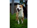 Adopt Nugget a Tan/Yellow/Fawn - with White Jack Russell Terrier / Mixed dog in