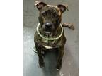 Adopt Nico a Brindle Black Mouth Cur / Mixed Breed (Medium) / Mixed (short coat)