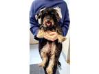 Adopt Rocky a Black - with Tan, Yellow or Fawn Havanese / Mixed dog in Perth