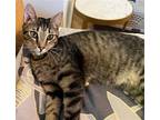 Adopt Aglet a Brown Tabby Domestic Shorthair / Mixed (short coat) cat in