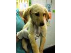Adopt Jordyn a Brindle Poodle (Standard) / Labrador Retriever / Mixed (short