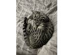 Adopt Titan a Brown Tabby Exotic / Mixed (medium coat) cat in Davenport