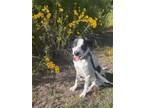 Adopt Yeti a Black - with White Border Collie / Labrador Retriever / Mixed dog