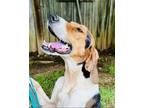 Adopt Tucker a Black - with White Foxhound / Mixed dog in Shreveport