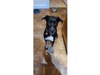 Adopt Max a Black - with Tan, Yellow or Fawn Black and Tan Coonhound / Mixed dog