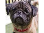 Adopt Frank a Tan/Yellow/Fawn Pug / Mixed Breed (Medium) / Mixed (short coat)