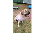 Adopt Rosie Posie a Tan/Yellow/Fawn Mixed Breed (Small) / Mixed Breed (Medium) /
