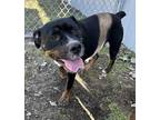 Adopt Lava a Black Rottweiler / Mixed Breed (Medium) / Mixed (short coat) dog in