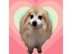 Adopt Jumanji a Red/Golden/Orange/Chestnut - with Black Pomeranian / Mixed dog