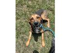 Adopt Athos a Black Bluetick Coonhound / Doberman Pinscher / Mixed (short coat)