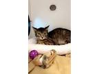 Adopt Bela a Brown Tabby Domestic Shorthair / Mixed Breed (Medium) / Mixed