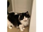 Adopt Sally a Black & White or Tuxedo Norwegian Forest Cat / Mixed (long coat)