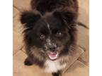 Adopt Oreo a Black - with White Pomeranian / Mixed dog in El Cajon
