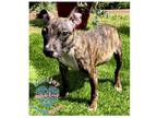 Adopt Ricky a Brindle Italian Greyhound / Mixed dog in Inglewood, CA (41303876)